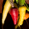 pinepig: red, yellow, purple and orange carrots (rainbow carrots)