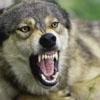 professorwolf: (wolf-snarl)
