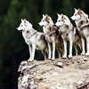 anissu: ([Wolves] On a Ledge)