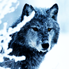 anissu: ([Wolves] Snowy Branch)