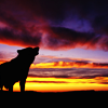 anissu: ([Wolves] Sunset)