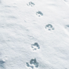 anissu: ([Wolves] Paw Prints)