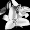 sardonicista: (Lily monochrome)