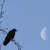 sporky_rat: A black bird on blue sky looking at a half moon (just total wack)
