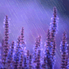 lavendertook: (lavender rain)