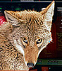 digitalsidhe: (coyote-what)