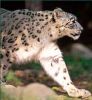 dubhain: (Snowleopard walking)