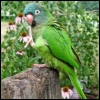 walking_forward: and Imma parrot (Easy to please with right methods)