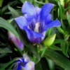 gentiana: (gentiana flower)