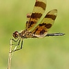centuryplant: A Halloween Pennant dragonfly (Default)