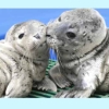 seal: (fluff&phat=cute)