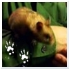 quarryquest: (hamster)
