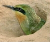 a_marko: (young rainbowbird)