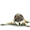 fenrisulfr: Photo of a wolf sprawled out in an undignified manner. (Sprawl)