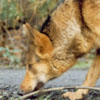 professorwolf: (wolf-sniff)