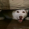 china_shop: Dief hiding under the bed (Dief hiding)