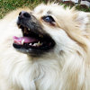 starria: Pomeranian (Default)