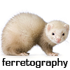 ferretography: (ferretography)