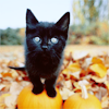 spud66cat: (Pumkin Cat)