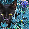 catness: (cat_black)