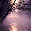 winterbird: (calm - early lilac mist)
