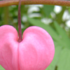 instantramen: hanging heart-shaped blossom (we can grow you a new one)