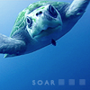 tingler: (Soar)