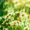 star_swan: (Rain & Daisies)