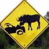 nonnamoose: (Attention!Moose)