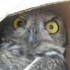carolyn_claire: (Owl in a box!)