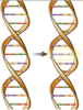 shippen_stand: cartoon of point mutation in DNA (mutation)