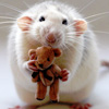 caltastic: omg cute: A fatally adorable rat clutching a tiny teddybear. (omg cute)