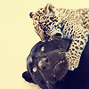orm: a mother jaguar suffering chewing at the jaws of her young (OM NOM NAUGH: jaguars)