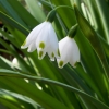 dragonhand: (snowdrops)
