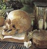 domina_noctis: (still life with skull)