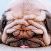 recessional: a shar-pei puppy's face (personal; i quit)