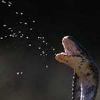 green_knight: (Spitting Cobra)