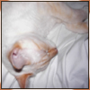 ingo: Picture shows the head, shoulders & front paws of a flame point Siamese kitten sleeping curled up on a white sheet. (sleepy)