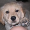moonlightpuppy: (that there.)
