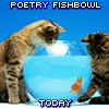 ysabetwordsmith: Cats playing with goldfish (fishbowl)