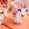 raaj: (kittens)