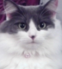 luscious_purple: Julia, the Maine Coon Cat (Julia)