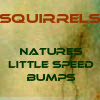 auburn: Text: Squirrels Little Speed Bumps (Squirrels)