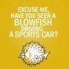 gubernaculum: (blowfish)