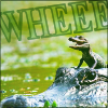 metron_ariston: A baby alligator riding on a parent alligator WHEEEEE (random - wheeeee!!)