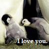 dhara: (baby penguins <3 you!)