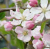 trystings: (Apple blossom)
