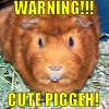 ariestess: (cute piggeh!)