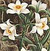 ironed_orchid: (Orchids)