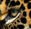 beasts_of_homeworld: close up of the eye and surrounding fur of a jaguar. (K'in)